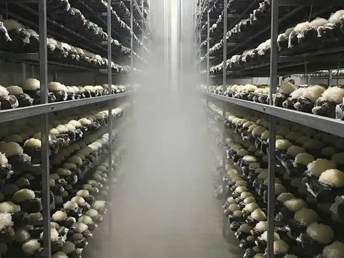 香糯爽滑，水水潤潤——秋燥時節必吃的食用農產品推薦